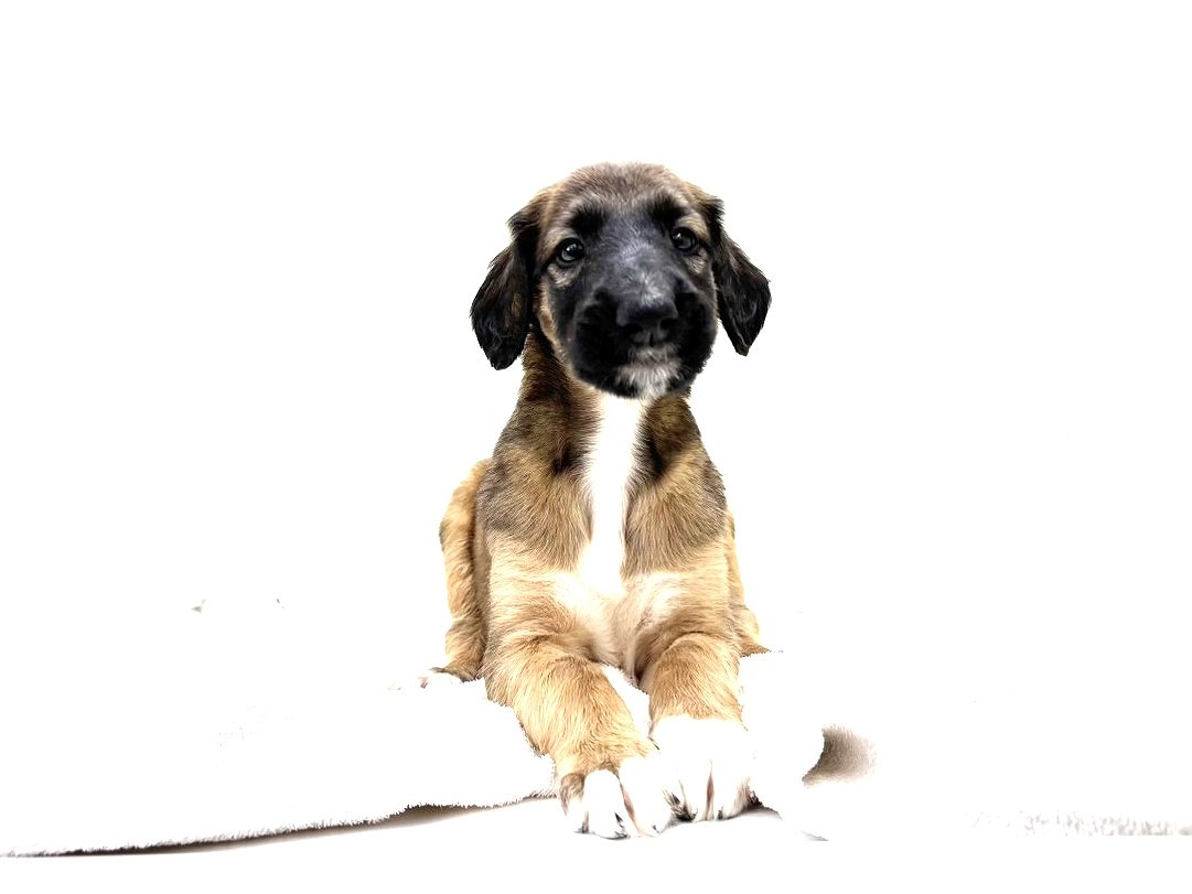 東京都のボルゾイ (かねだい本町田店/2025年6月14日生まれ/男の子/ホワイトレッド)の子犬の4枚目の画像