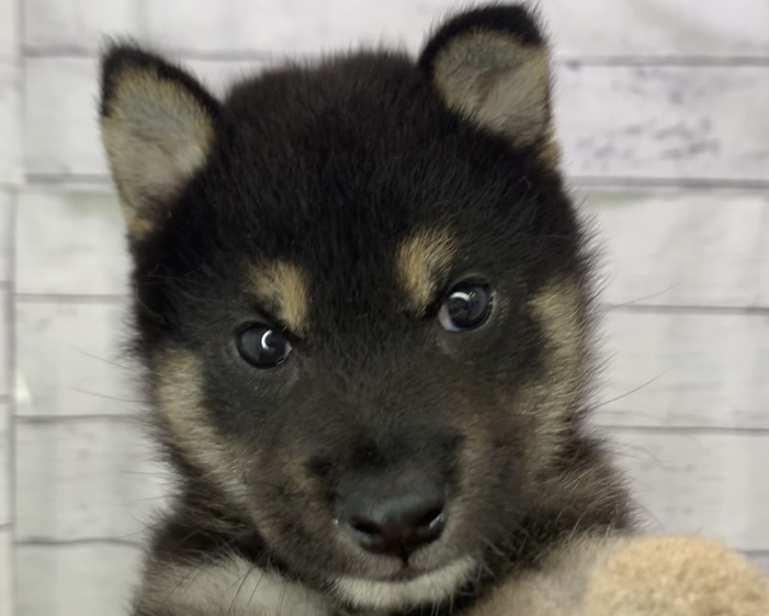 千葉県の柴犬(標準サイズ) (かねだい千葉店/2025年6月6日生まれ/男の子/黒)の子犬の1枚目の画像