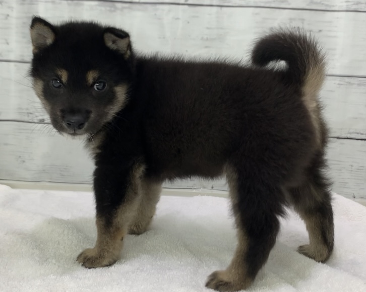 千葉県の柴犬(標準サイズ) (かねだい千葉店/2025年6月6日生まれ/男の子/黒)の子犬の2枚目の画像