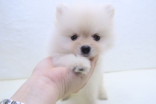 神奈川県のポメラニアン (かねだい海老名店/2025年6月14日生まれ/女の子/ホワイト)の子犬