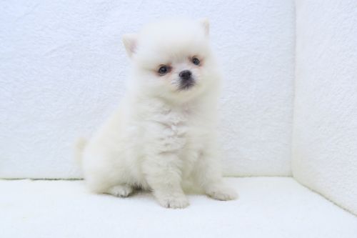 神奈川県のポメチワ/チワポメ/ポメチー(ポメラニアン×チワワ) (かねだい海老名店/2025年6月6日生まれ/男の子/クリーム)の子犬