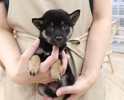 神奈川県の豆柴 (かねだい伊勢原店/2025年6月11日生まれ/男の子/黒)の子犬