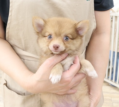 神奈川県のハーフ犬・ミックス犬 (かねだい伊勢原店/2025年6月15日生まれ/男の子/イザベラ)の子犬