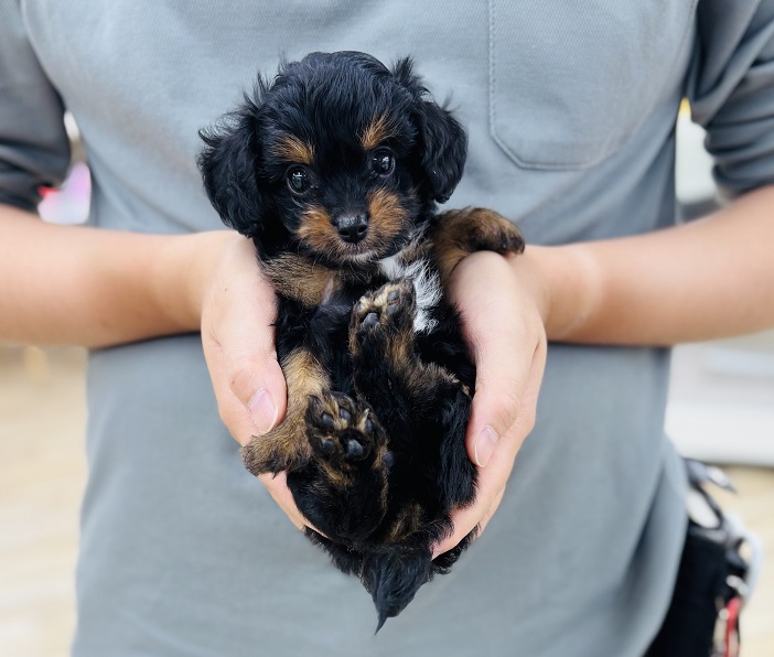 神奈川県のハーフ犬・ミックス犬 (かねだい伊勢原店/2025年6月15日生まれ/男の子/ブラックタン)の子犬