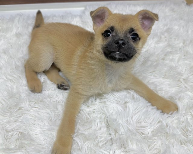 群馬県のハーフ犬・ミックス犬 (かねだいペットトライアル桐生/2025年5月18日生まれ/男の子/レッド)の子犬の1枚目の画像