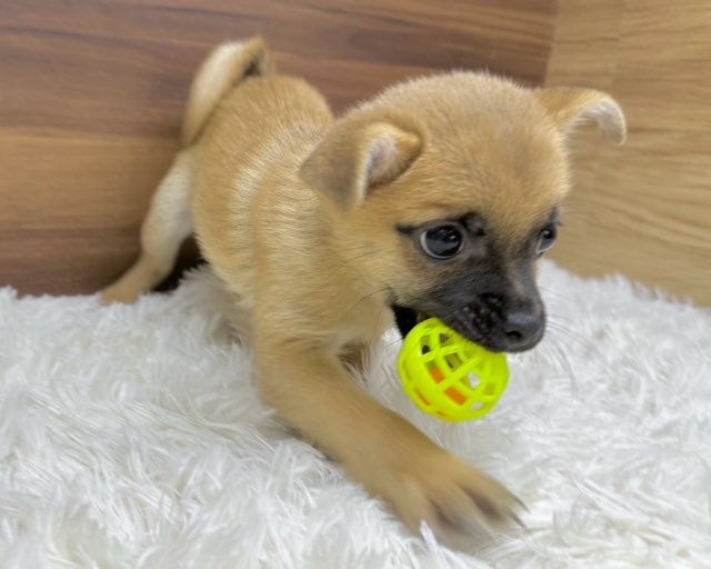 群馬県のハーフ犬・ミックス犬 (かねだいペットトライアル桐生/2025年5月18日生まれ/男の子/レッド)の子犬の2枚目の画像
