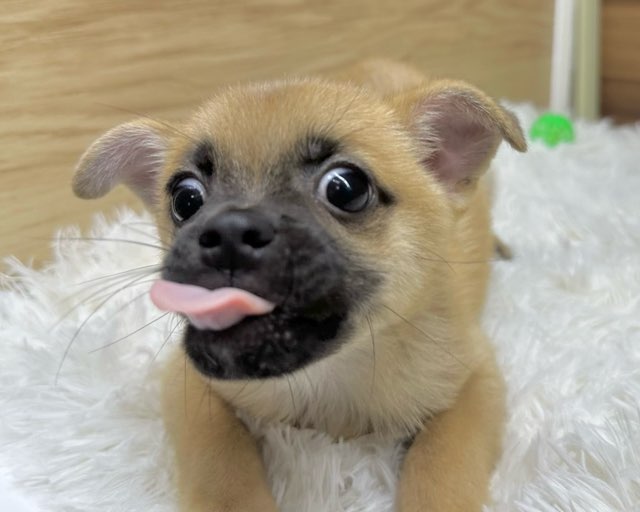 群馬県のハーフ犬・ミックス犬 (かねだいペットトライアル桐生/2025年5月18日生まれ/男の子/レッド)の子犬の3枚目の画像