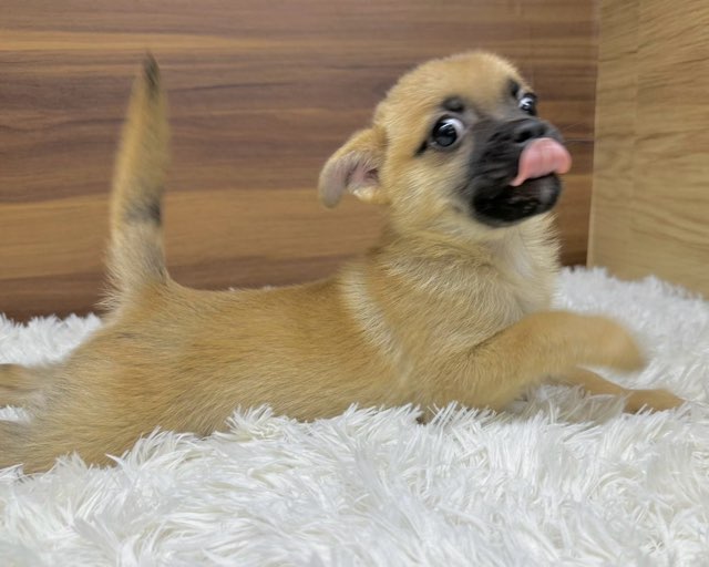 群馬県のハーフ犬・ミックス犬 (かねだいペットトライアル桐生/2025年5月18日生まれ/男の子/レッド)の子犬の4枚目の画像