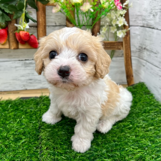 埼玉県のハーフ犬・ミックス犬 (かねだい所沢店/2025年6月17日生まれ/女の子/ブレンハイム)の子犬の1枚目の画像