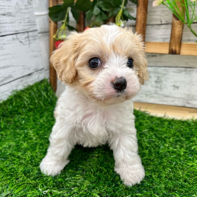 埼玉県のハーフ犬・ミックス犬 (かねだい所沢店/2025年6月17日生まれ/女の子/ブレンハイム)の子犬の2枚目の画像