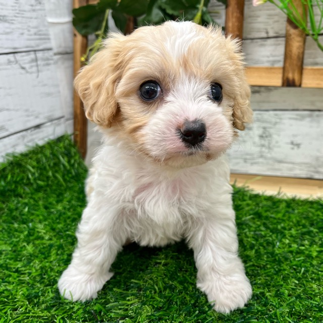 埼玉県のハーフ犬・ミックス犬 (かねだい所沢店/2025年6月17日生まれ/女の子/ブレンハイム)の子犬の3枚目の画像