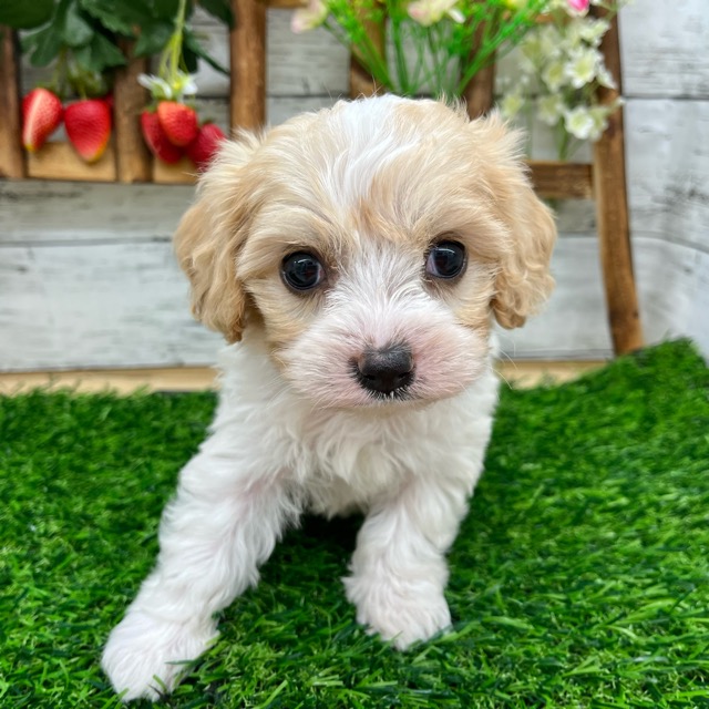 埼玉県のハーフ犬・ミックス犬 (かねだい所沢店/2025年6月17日生まれ/女の子/ブレンハイム)の子犬の4枚目の画像