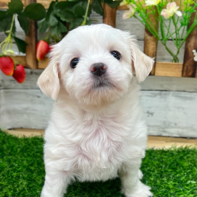 埼玉県のハーフ犬・ミックス犬 (かねだい所沢店/2025年6月14日生まれ/女の子/クリーム)の子犬の1枚目の画像