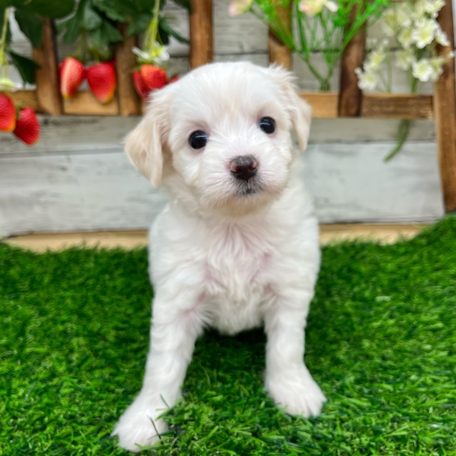 埼玉県のハーフ犬・ミックス犬 (かねだい所沢店/2025年6月14日生まれ/女の子/クリーム)の子犬の2枚目の画像
