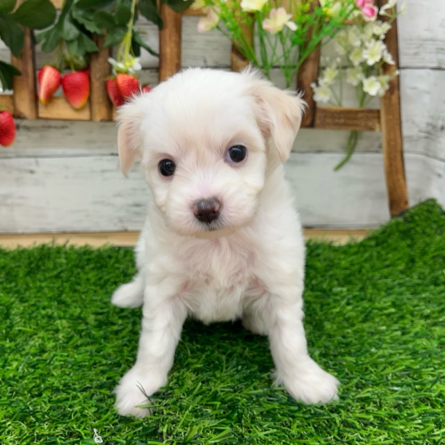 埼玉県のハーフ犬・ミックス犬 (かねだい所沢店/2025年6月14日生まれ/女の子/クリーム)の子犬の3枚目の画像