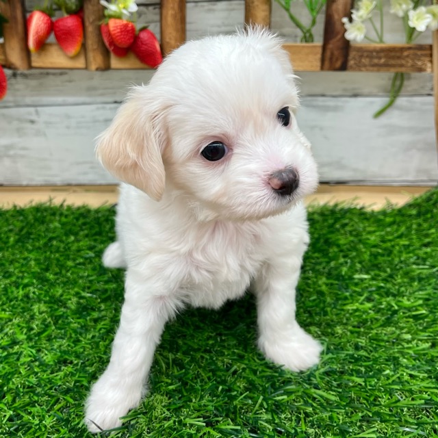 埼玉県のハーフ犬・ミックス犬 (かねだい所沢店/2025年6月14日生まれ/女の子/クリーム)の子犬の4枚目の画像