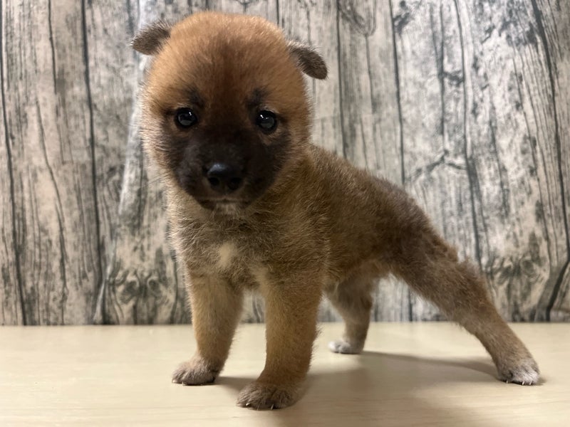 埼玉県の柴犬(標準サイズ) (かねだいアクアパーク店/2025年6月16日生まれ/男の子/赤)の子犬