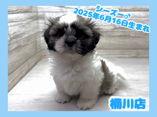 埼玉県のシーズー (かねだい桶川店/2025年6月16日生まれ/男の子/ホワイトゴールド)の子犬の1枚目の画像