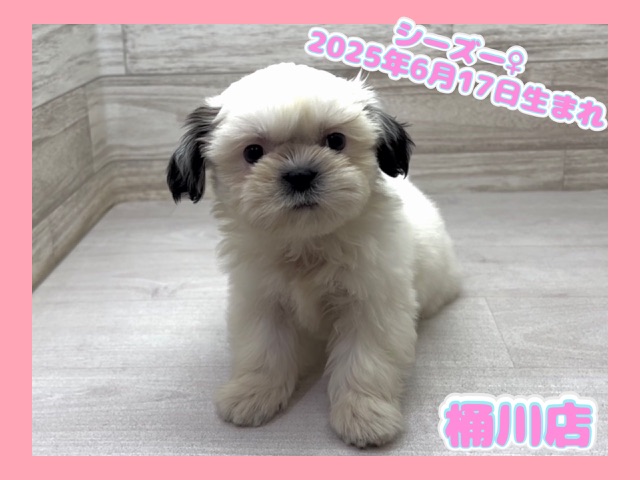 埼玉県のシーズー (かねだい桶川店/2025年6月17日生まれ/女の子/ホワイトゴールド)の子犬の1枚目の画像