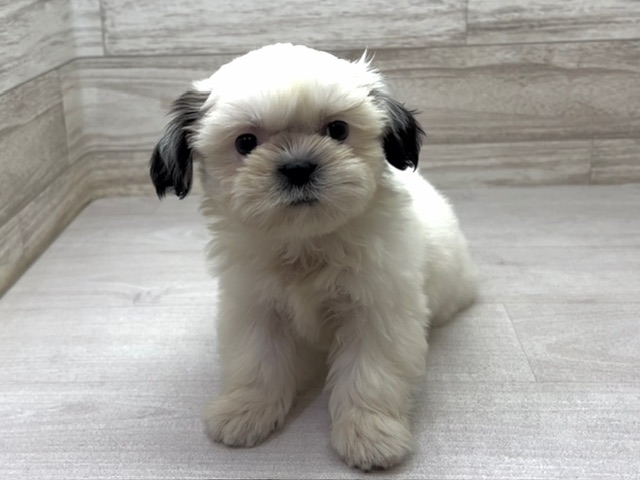 埼玉県のシーズー (かねだい桶川店/2025年6月17日生まれ/女の子/ホワイトゴールド)の子犬の2枚目の画像