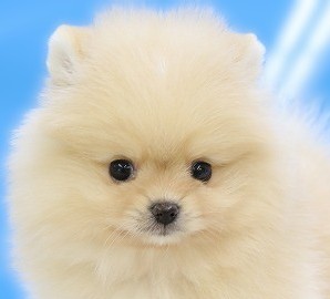 埼玉県のポメラニアン (かねだい草加店/2025年6月9日生まれ/女の子/クリーム)の子犬の2枚目の画像