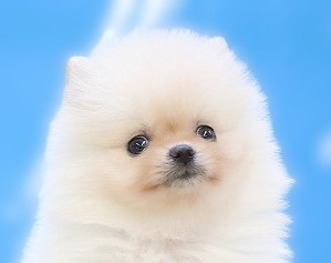 埼玉県のポメラニアン (かねだい草加店/2025年6月17日生まれ/女の子/クリーム)の子犬の2枚目の画像