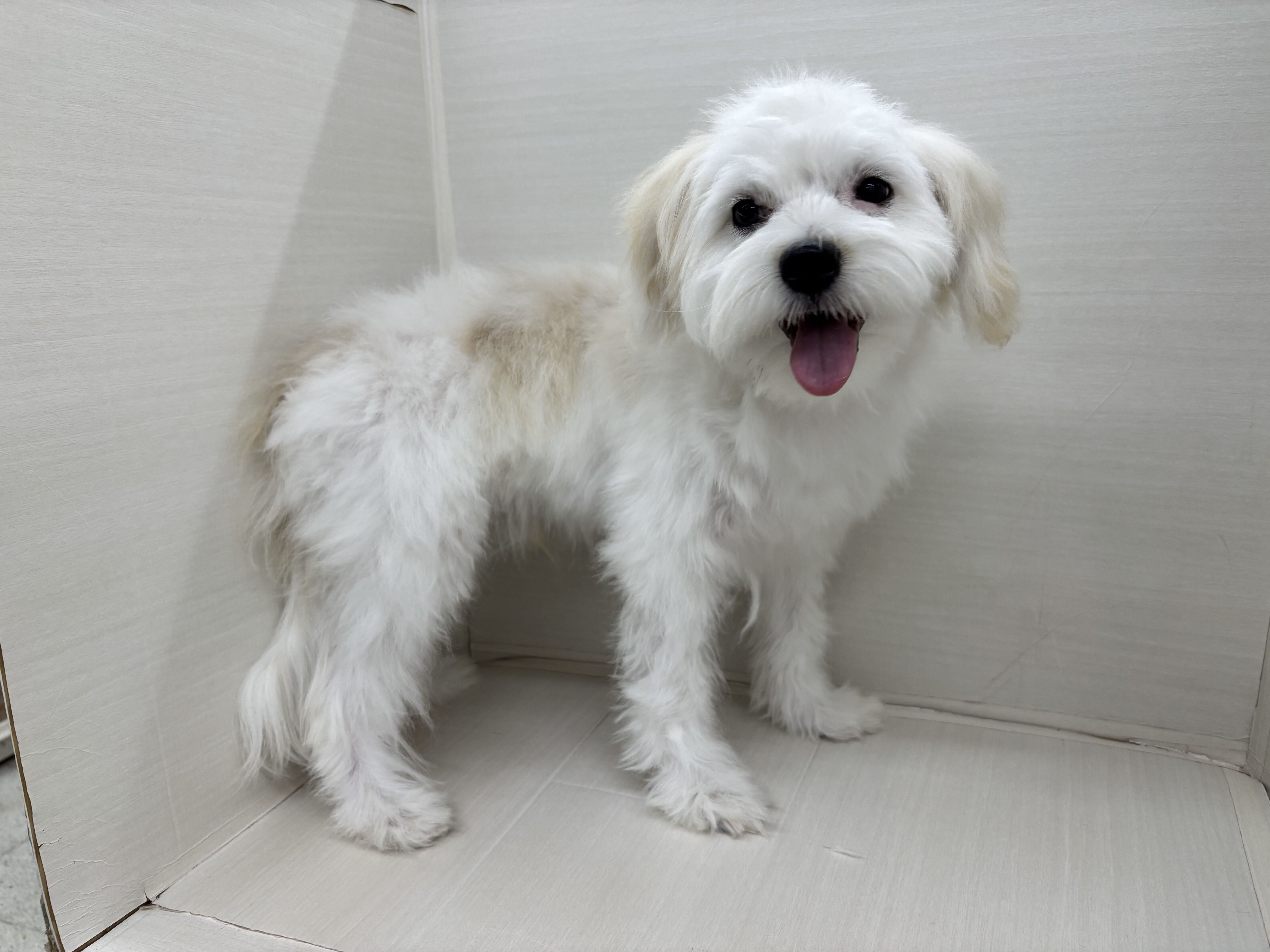 千葉県のハーフ犬・ミックス犬 (かねだい八千代店/2025年1月25日生まれ/男の子/その他色)の子犬の3枚目の画像