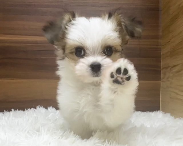 群馬県のハーフ犬・ミックス犬 (かねだいペットトライアル桐生/2025年6月9日生まれ/女の子/ホワイトブラウン)の子犬の1枚目の画像