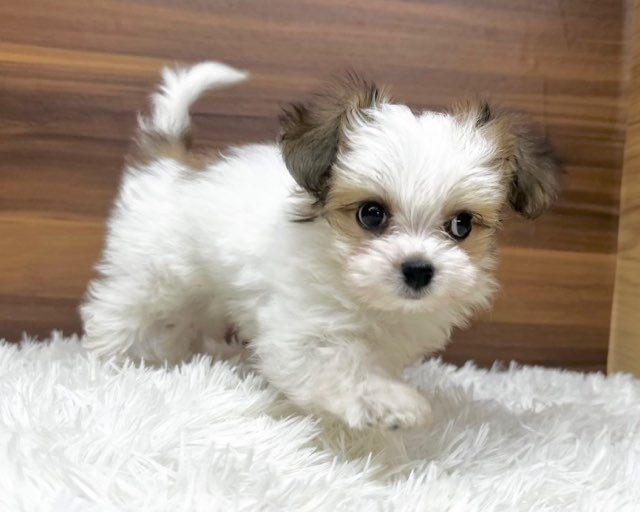 群馬県のハーフ犬・ミックス犬 (かねだいペットトライアル桐生/2025年6月9日生まれ/女の子/ホワイトブラウン)の子犬の2枚目の画像