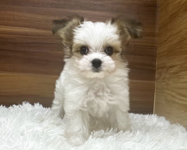 群馬県のハーフ犬・ミックス犬 (かねだいペットトライアル桐生/2025年6月9日生まれ/女の子/ホワイトブラウン)の子犬の3枚目の画像