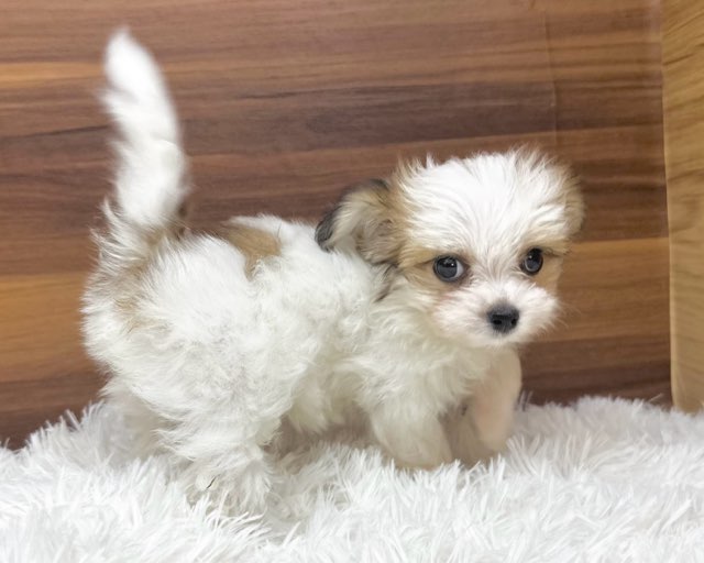 群馬県のハーフ犬・ミックス犬 (かねだいペットトライアル桐生/2025年6月9日生まれ/女の子/ホワイトブラウン)の子犬の4枚目の画像