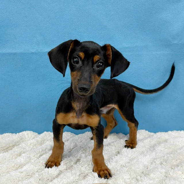 千葉県のハーフ犬・ミックス犬 (かねだい四街道店/2025年4月25日生まれ/男の子/その他色)の子犬の2枚目の画像