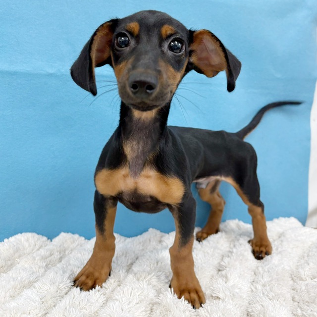 千葉県のハーフ犬・ミックス犬 (かねだい四街道店/2025年4月25日生まれ/男の子/その他色)の子犬の3枚目の画像