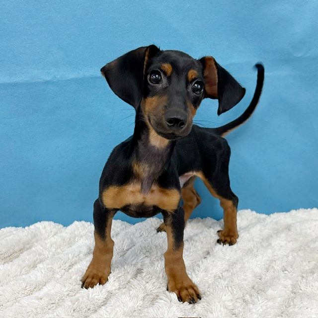 千葉県のハーフ犬・ミックス犬 (かねだい四街道店/2025年4月25日生まれ/男の子/その他色)の子犬の4枚目の画像
