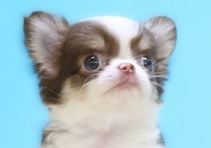 埼玉県のチワワ(ロング) (かねだい草加店/2025年6月19日生まれ/男の子/ホワイトチョコレートタン)の子犬の2枚目の画像