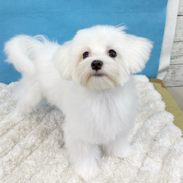 千葉県のマルチーズ (かねだい四街道店/2025年3月29日生まれ/女の子/ホワイト)の子犬の3枚目の画像