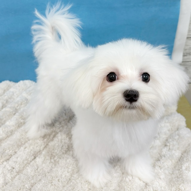 千葉県のマルチーズ (かねだい四街道店/2025年3月29日生まれ/女の子/ホワイト)の子犬の4枚目の画像
