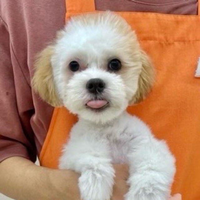 埼玉県のハーフ犬・ミックス犬 (かねだい所沢店/2025年4月5日生まれ/男の子/ホワイトブラウン)の子犬の1枚目の画像