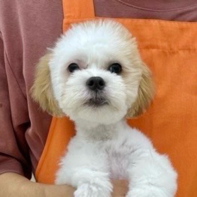 埼玉県のハーフ犬・ミックス犬 (かねだい所沢店/2025年4月5日生まれ/男の子/ホワイトブラウン)の子犬の2枚目の画像