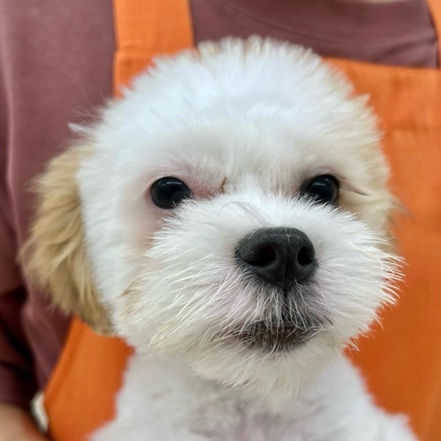 埼玉県のハーフ犬・ミックス犬 (かねだい所沢店/2025年4月5日生まれ/男の子/ホワイトブラウン)の子犬の3枚目の画像