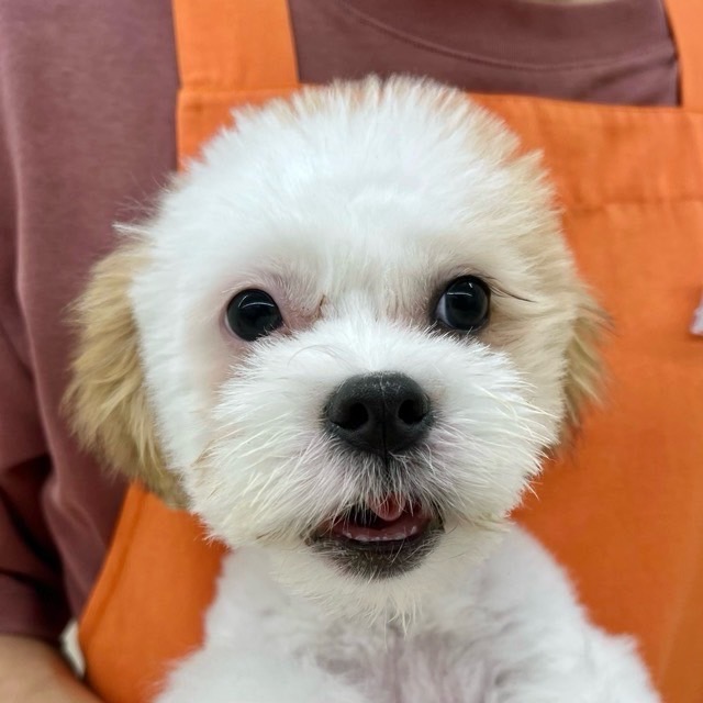 埼玉県のハーフ犬・ミックス犬 (かねだい所沢店/2025年4月5日生まれ/男の子/ホワイトブラウン)の子犬の4枚目の画像