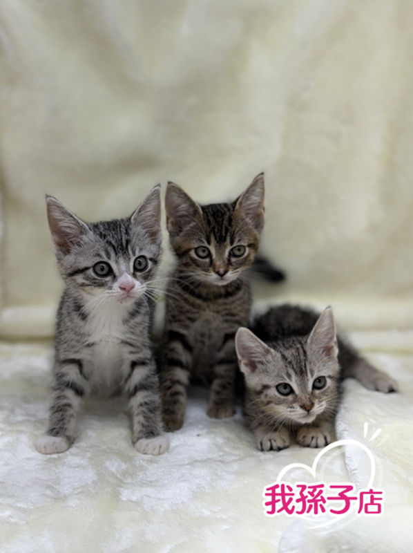 千葉県のハーフ猫・ミックス猫 (かねだい我孫子店/2025年6月7日生まれ/女の子/ブラウンパッチドタビー)の子猫の1枚目の画像