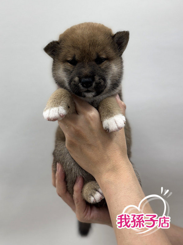 千葉県の柴犬(標準サイズ) (かねだい我孫子店/2025年6月14日生まれ/女の子/赤)の子犬