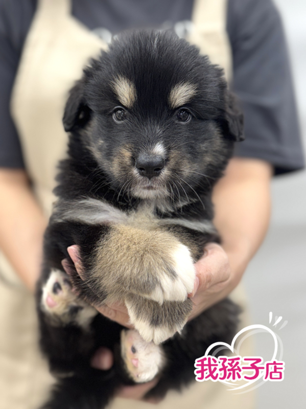 千葉県のハーフ犬・ミックス犬 (かねだい我孫子店/2025年6月14日生まれ/女の子/その他色)の子犬