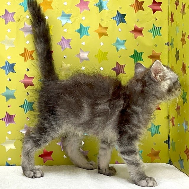 東京都のラガマフィン (かねだい足立店/2025年6月20日生まれ/男の子/シルバータビー)の子猫の2枚目の画像
