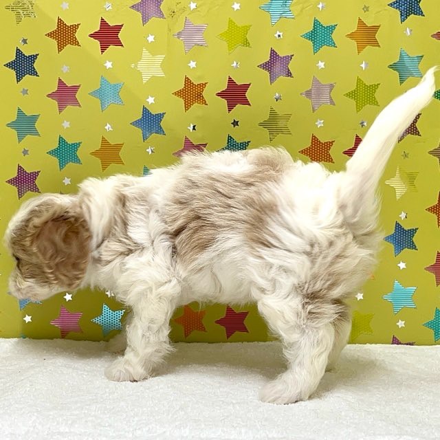 東京都のハーフ犬・ミックス犬 (かねだい足立店/2025年6月20日生まれ/女の子/ブレンハイム)の子犬の2枚目の画像