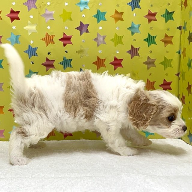 東京都のハーフ犬・ミックス犬 (かねだい足立店/2025年6月20日生まれ/女の子/ブレンハイム)の子犬の3枚目の画像