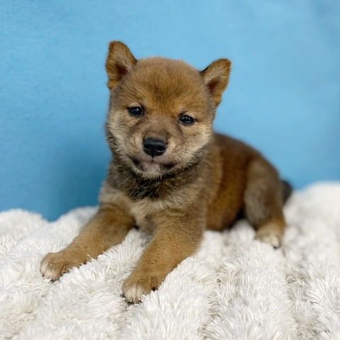 千葉県の柴犬(標準サイズ) (かねだい四街道店/2025年6月21日生まれ/男の子/赤)の子犬の2枚目の画像