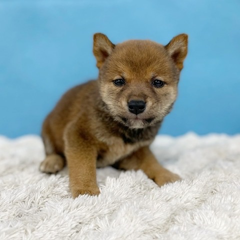 千葉県の柴犬(標準サイズ) (かねだい四街道店/2025年6月21日生まれ/男の子/赤)の子犬の4枚目の画像