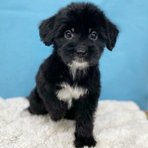 千葉県のハーフ犬・ミックス犬 (かねだい四街道店/2025年6月18日生まれ/女の子/その他色)の子犬の2枚目の画像